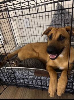 German Shepherd Dog and Siberian Husky Dogs Available for Adoption - Tank | PetCurious