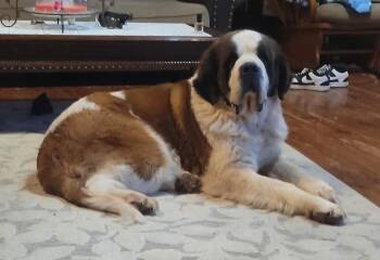 Winslett -  Saint Bernard Dog for Adoption in Catlettsburg, Kentucky - Winslett | PetCurious