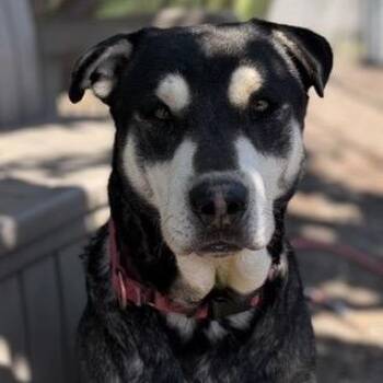 Grover -  Alaskan Malamute and Shar Pei Dog for Adoption in Ashland, Oregon - Grover | PetCurious