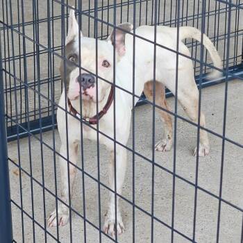 Tiara -  Mixed Breed Dog for Adoption in Lake Jackson, Texas - Tiara | PetCurious