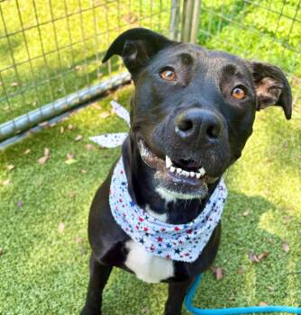 Rescue Mixed Breed Dogs for Adoption in Media, Pennsylvania - Angel | PetCurious