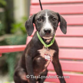 Cuvier -  Retriever Dog for Adoption in Wake Forest, North Carolina - Cuvier | PetCurious