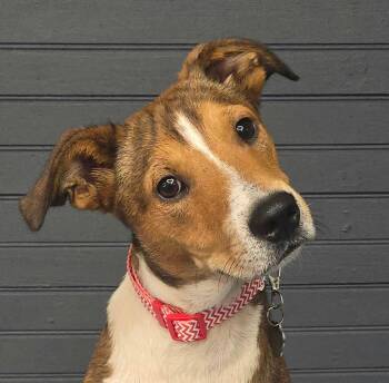 River -  Terrier Dog for Adoption in Newport, Tennessee - River | PetCurious
