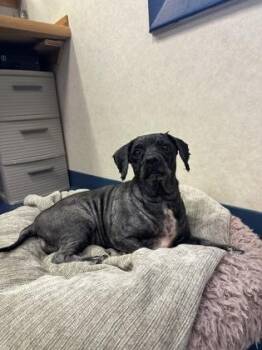 Thea Lynn -  Cocker Spaniel and Poodle Dog for Adoption in King William, Virginia - Thea Lynn | PetCurious