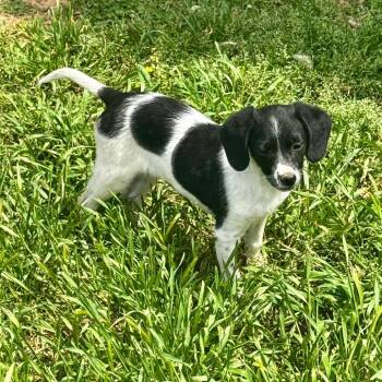 Dachshund and Mixed Breed Dogs Available for Adoption in Huntsville, Alabama - Vienna | PetCurious