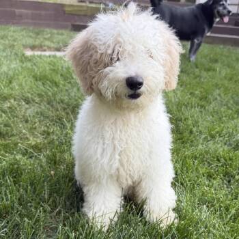 Margo -  Labradoodle Dog for Adoption in Glocester, Rhode Island - Margo | PetCurious