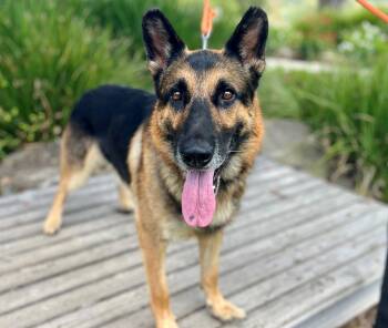 Rescue German Shepherd Dog Dogs for Adoption in Mission Viejo, California - Oso | PetCurious