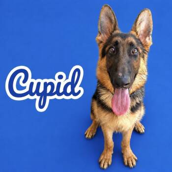 Cupid -  German Shepherd Dog Dog for Adoption in Scottsdale, Arizona - Cupid | PetCurious