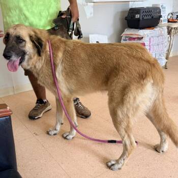Oso -  Anatolian Shepherd Dog for Adoption in Tyler, Texas - Oso | PetCurious