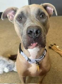 Brogan -  Pit Bull Terrier Dog for Adoption in Cleveland, Ohio - Brogan | PetCurious
