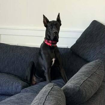Thunder Struck -  Great Dane Dog for Adoption in Northbrook, Illinois - Thunder Struck | PetCurious