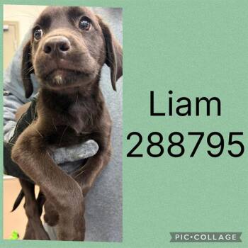 LIAM -  Mixed Breed Dog for Adoption in Macon, Georgia - LIAM | PetCurious