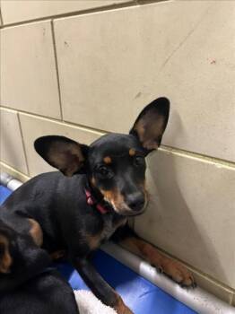*WENDY -  Doberman Pinscher and Chihuahua Dog for Adoption in Woodland, California - *WENDY | PetCurious