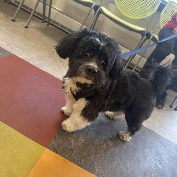 Schnauzer Dogs Available for Adoption - Bear | PetCurious