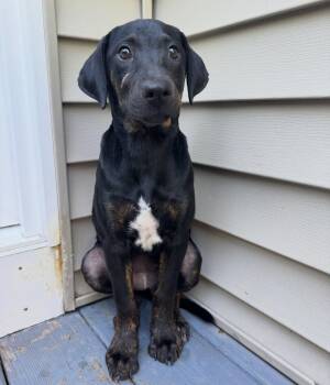 Ella -  Mixed Breed and American Staffordshire Terrier Dog for Adoption in Salem, New Hampshire - Ella | PetCurious