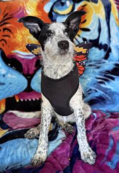 Rescue Australian Cattle Dog Blue Heeler and Dachshund Dogs for Adoption in Hesperia, California - Margot | PetCurious