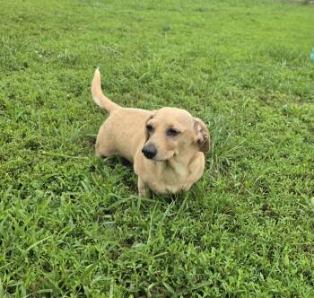 Salty -  Dachshund Dog for Adoption in Terre Haute, Indiana - Salty | PetCurious