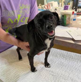 Dachshund and Chihuahua Dogs Available for Adoption in Benton, Louisiana - Georgina (NOT YET AVAILABLE) | PetCurious