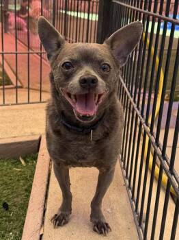 COCO -  Chihuahua Dog for Adoption in Sacramento, California - COCO | PetCurious