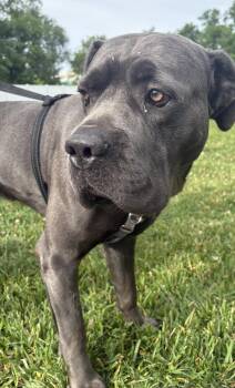 Blue -  Affenpinscher Dog for Adoption in Boiling Springs, Pennsylvania - Blue | PetCurious