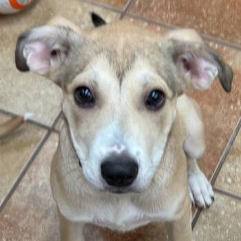 Gracie -  Shepherd Dog for Adoption in Midland, Texas - Gracie | PetCurious
