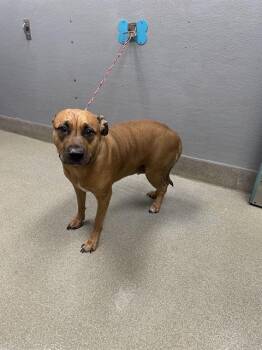 Rescue Rhodesian Ridgeback Dogs for Adoption in Las Vegas, Nevada - BIG MOMMA | PetCurious