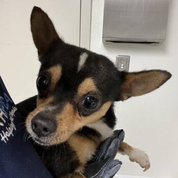71453 -  Chihuahua Dog for Adoption in Harrisonburg, Virginia - 71453 | PetCurious