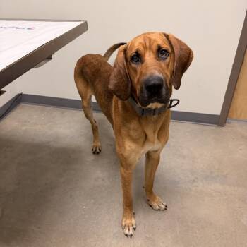 Cooper 22587 -  Redbone Coonhound Dog for Adoption in Cumming, Georgia - Cooper 22587 | PetCurious
