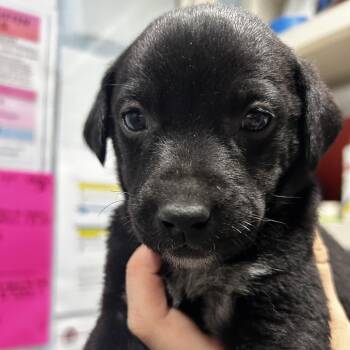 Sabrina -  Mixed Breed Dog for Adoption in Chattanooga, Tennessee - Sabrina | PetCurious