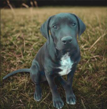 Labrador Retriever and Mixed Breed Dogs Available for Adoption - Ozzy | PetCurious