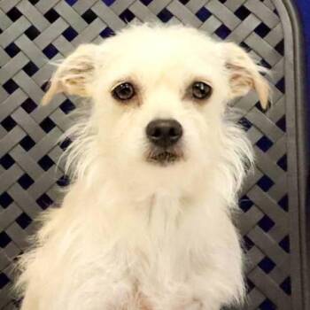 Gigi -  Chihuahua and Dachshund Dog for Adoption in Midland, Texas - Gigi | PetCurious