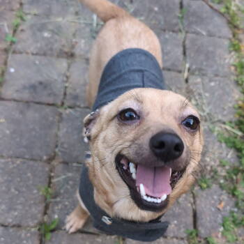 Rescue Chihuahua and Dachshund Dogs for Adoption in Pittsboro, North Carolina - Sandy | PetCurious