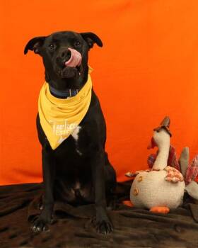 Rescue Labrador Retriever Dogs for Adoption in Eglin Air Force Base, Florida - Tank | PetCurious