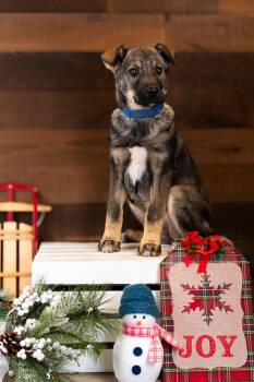 Rescue German Shepherd Dog Dogs for Adoption in Brighton, Colorado - #998-25 (LuLu) | PetCurious