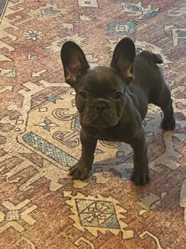French Bulldog Dogs Available for Adoption - Spice | PetCurious