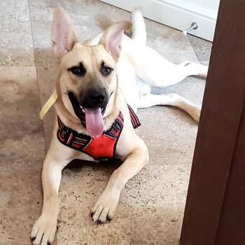 Rescue Carolina Dog and Black Mouth Cur Dogs for Adoption in Dallas, Texas - Franke | PetCurious