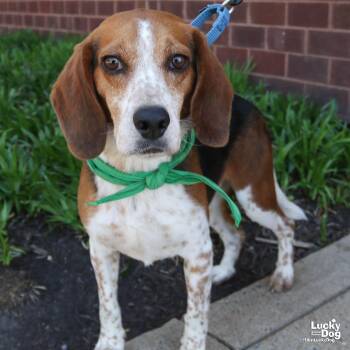 Beagle Dogs Available for Adoption in Washington, District Of Columbia - Colby | PetCurious