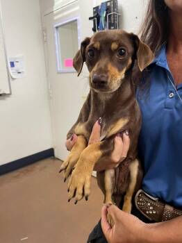 Cagney -  Chihuahua and Dachshund Dog for Adoption in Chico, California - Cagney | PetCurious