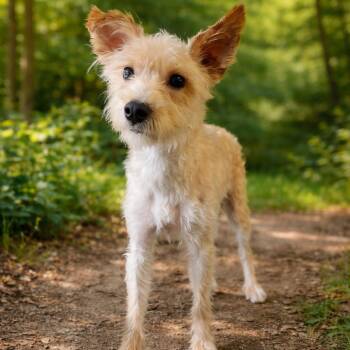 Terrier and Mixed Breed Dogs Available for Adoption in Smithfield, North Carolina - Dino | PetCurious