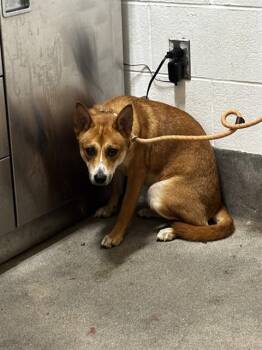 ELLIS -  German Shepherd Dog and Mixed Breed Dog for Adoption - ELLIS | PetCurious