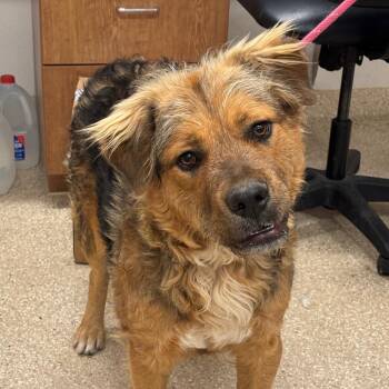 Fozzie -  Mixed Breed Dog for Adoption in Reno, Nevada - Fozzie | PetCurious