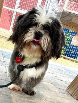 Oscar -  Shih Tzu Dog for Adoption in Uxbridge, Massachusetts - Oscar | PetCurious