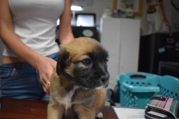 Maggie (597 P4) -  Australian Shepherd and Boston Terrier Dog for Adoption in Pahrump, Nevada - Maggie (597 P4) | PetCurious