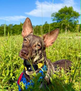 Cocoa -  German Shepherd Dog and Whippet Dog for Adoption in Columbia, Maryland - Cocoa | PetCurious