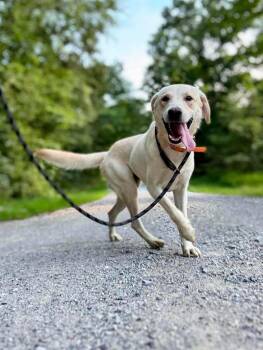 Chunkers -  Labrador Retriever Dog for Adoption in Waverly, Tennessee - Chunkers | PetCurious