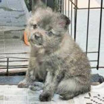 Japanese Spitz Dogs Available for Adoption - Sake | PetCurious