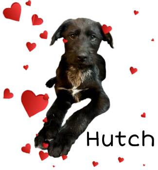 Giant Schnauzer Dogs Available for Adoption - Hutch | PetCurious