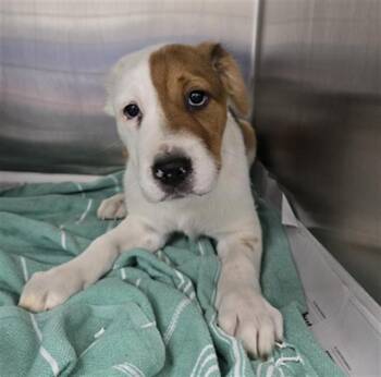 TEDDY BEAR -  Australian Cattle Dog Blue Heeler and Mixed Breed Dog for Adoption in St. Louis, Missouri - TEDDY BEAR | PetCurious