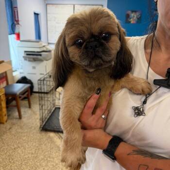 Rusty - 9786 -  Shih Tzu Dog for Adoption in Uniontown, Pennsylvania - Rusty - 9786 | PetCurious