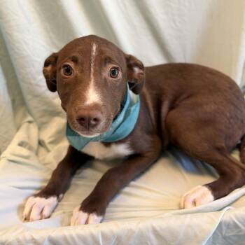 Burr -  Mixed Breed Dog for Adoption in Canal Winchester, Ohio - Burr | PetCurious